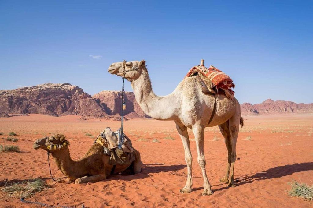 מלון עקבה Bedouins Life Camp מראה חיצוני תמונה